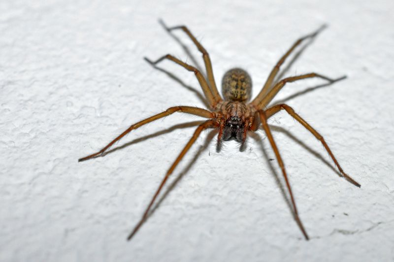 Common Spiders Extermination in Rockwall, TX