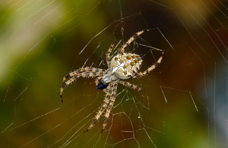 Cross Spider Extermination in Rockwall, TX