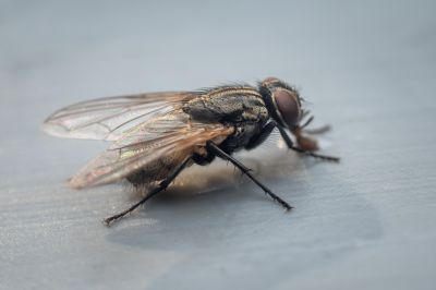 Fly Control Service in Rockwall, TX