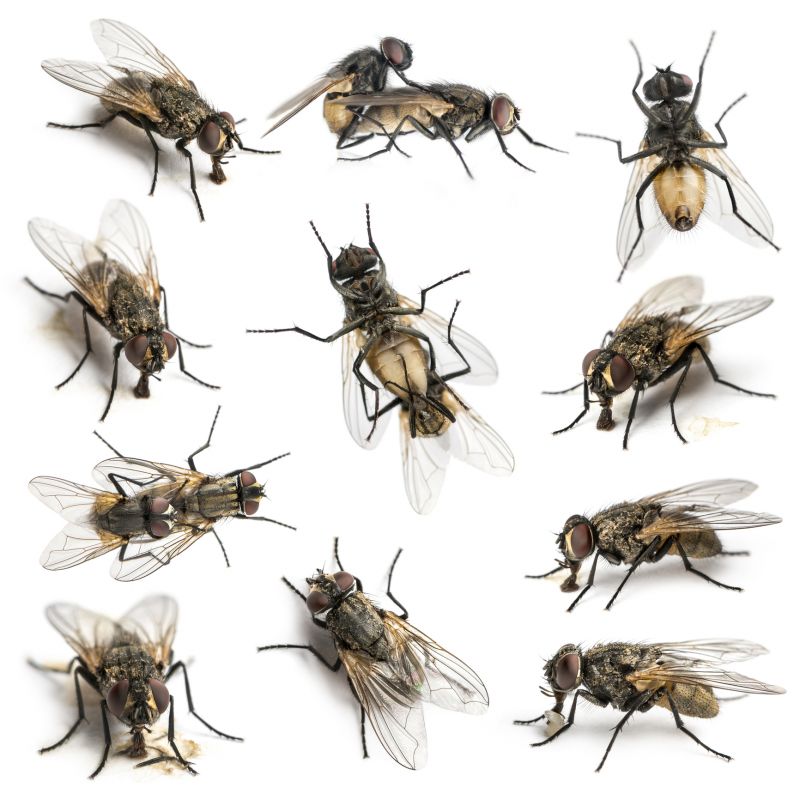 Fly Infestation Extermination in Rockwall, TX
