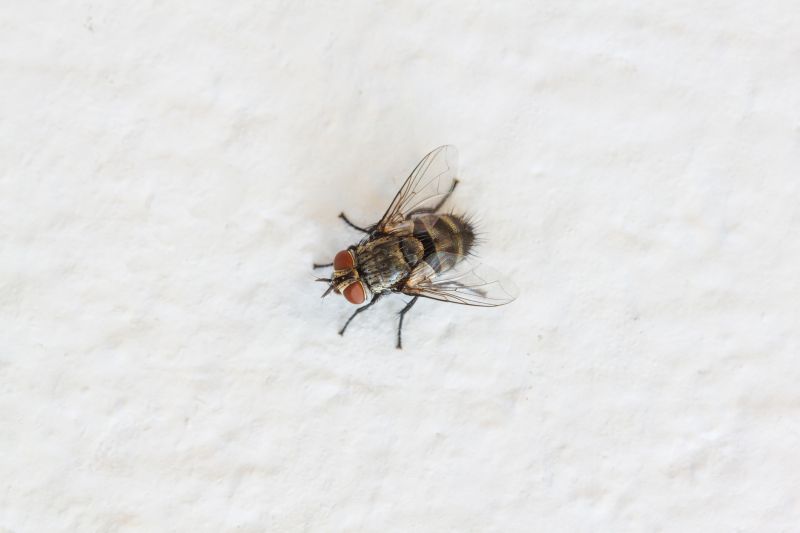 Fly Infestation Extermination in Rockwall, TX