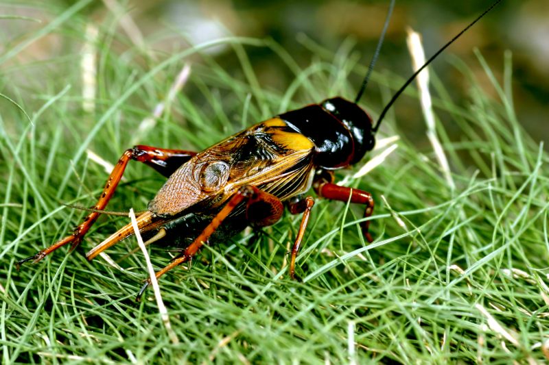Seasonal Cricket Activity In Homes