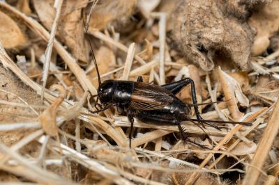 Get Professional Cricket Control To Exterminate Crickets on Your Property and Prevent Further Infestations!