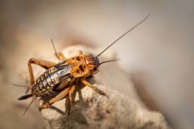 Prevent The Spread of Diseases!